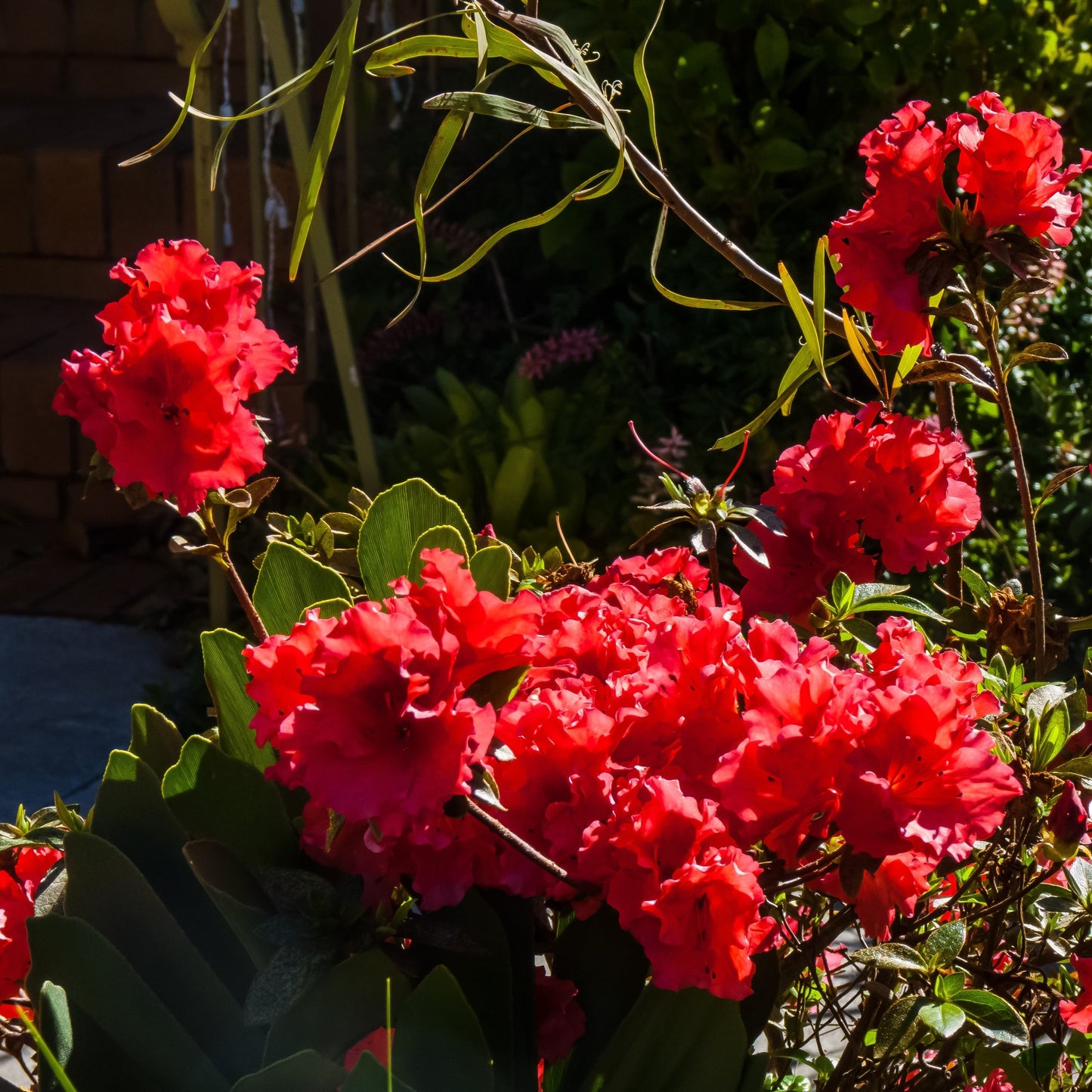 Rhododendron 'RLH2-2PA1S’ - Bloomin' Easy® Ever After™ Ruby Azalea
