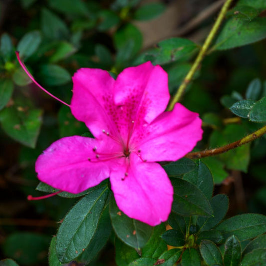 Rhododendron 'Conlec' - Encore® Autumn Royalty™ Azalea