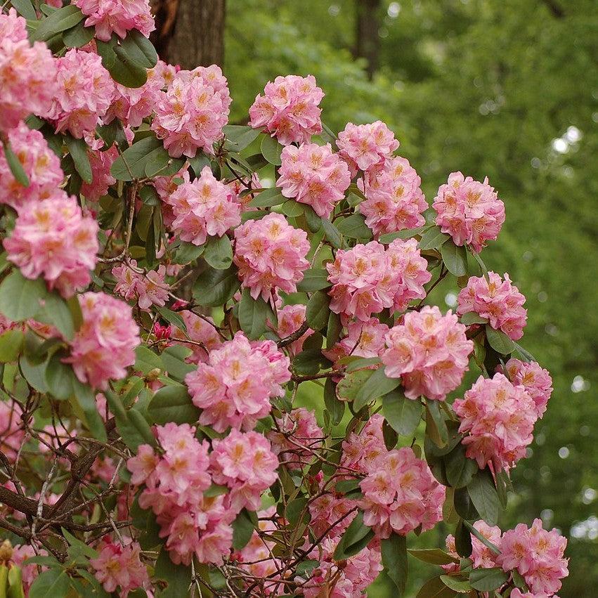 Rhododendron 'Scintillation' - Scintillation Rhododendron
