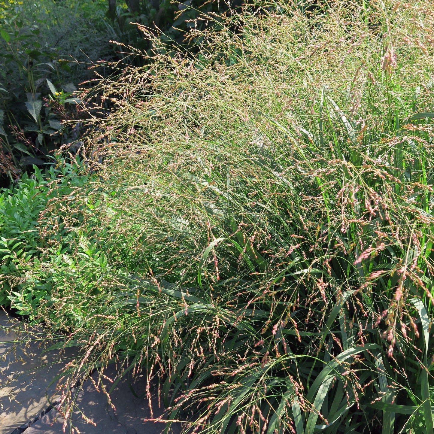 Panicum virgatum 'Cape Breeze' - Cape Breeze Switch Grass, Panic Grass