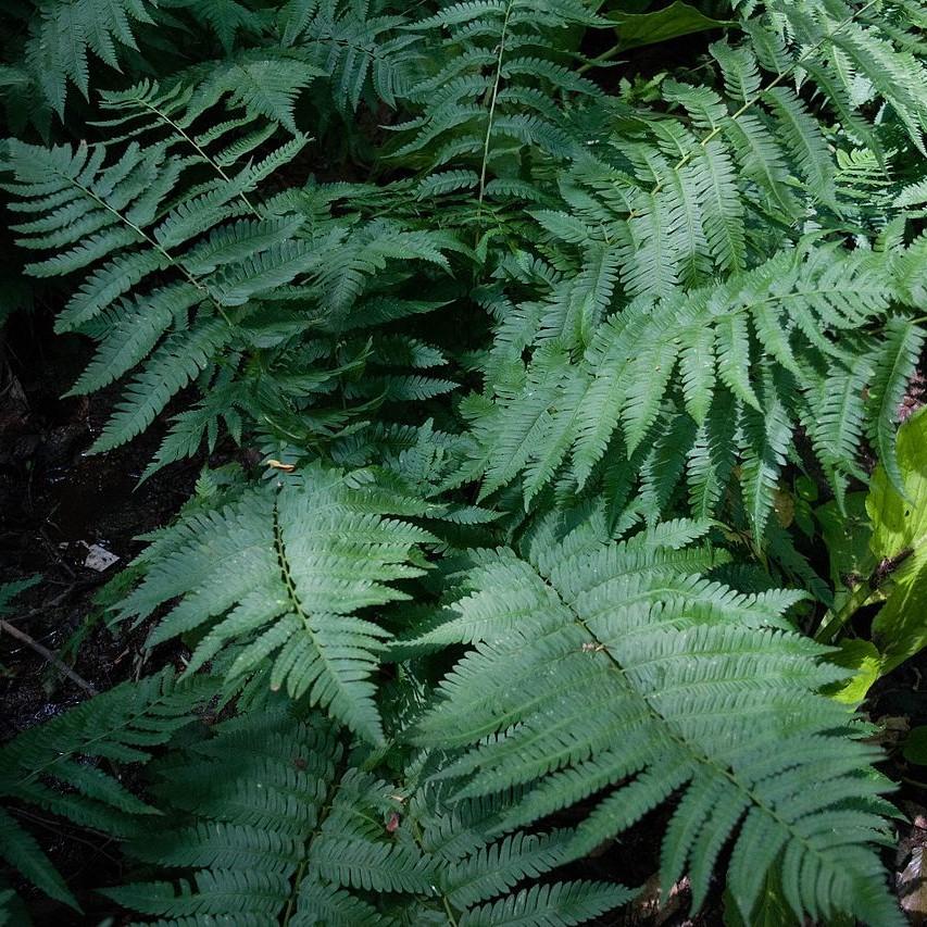 Dryopteris goldiana - Goldie’s Shield Fern, Giant Wood Fern