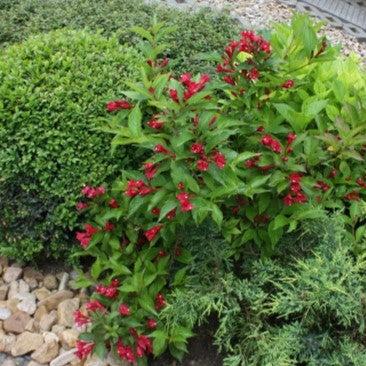 Weigela x 'Slingco 2' - Bloomin' Easy® Maroon Swoon® Weigela