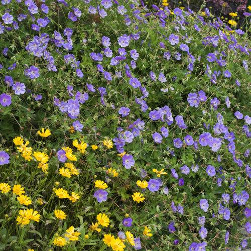 Geranium x 'Rozanne' - Rozanne Cranesbill