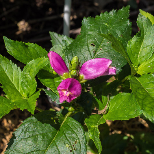 Chelone lyonii 'Hot Lips' - Hot Lips Turtlehead