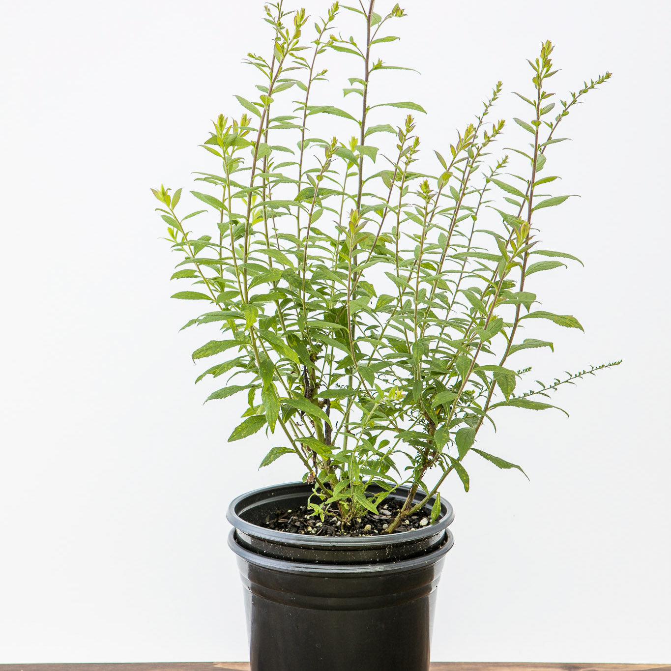 Solidago rugosa 'Fireworks' - Fireworks Goldenrod