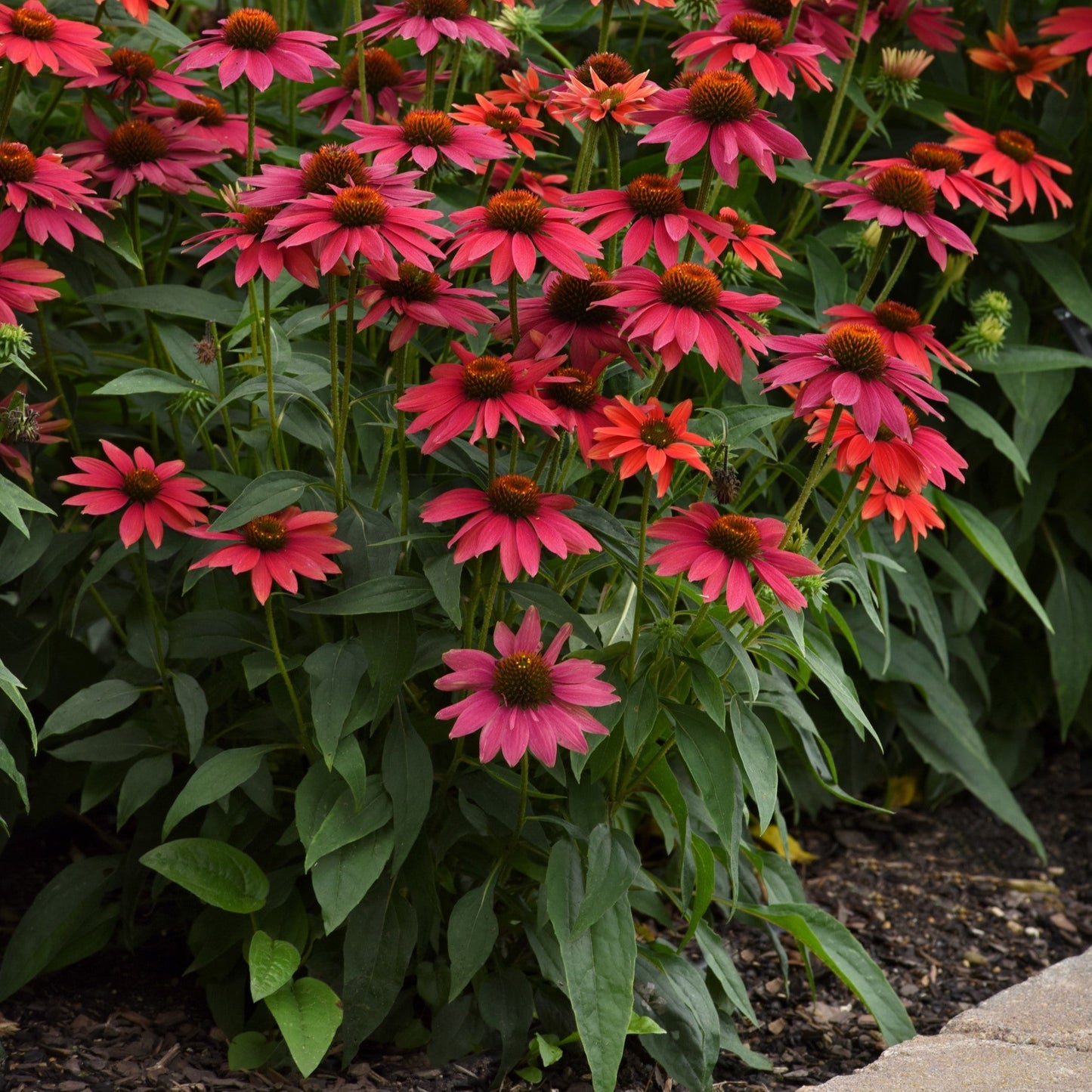 Echinacea 'Balsomtresgo' - Sombrero® Tres Amigos Coneflower