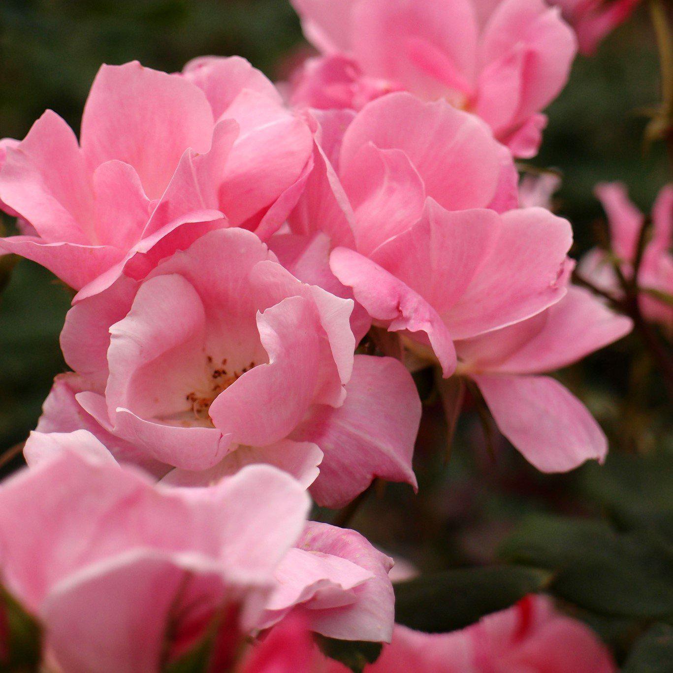 Rosa x 'Radyod - Blushing Knock Out® Rose