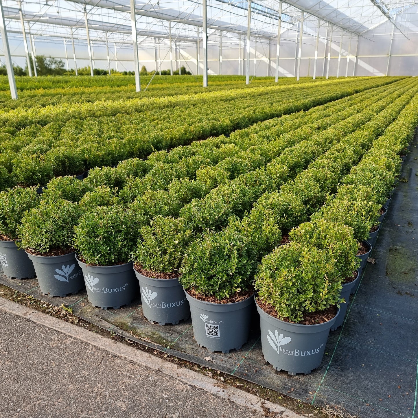 Buxus 'HER2009B01'’ PP32,274 - BetterBoxwood® Renaissance™ Boxwood
