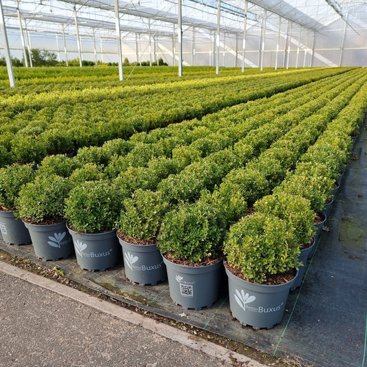 Buxus 'HER2009B01'’ PP32,274 - BetterBoxwood® Renaissance™ Boxwood