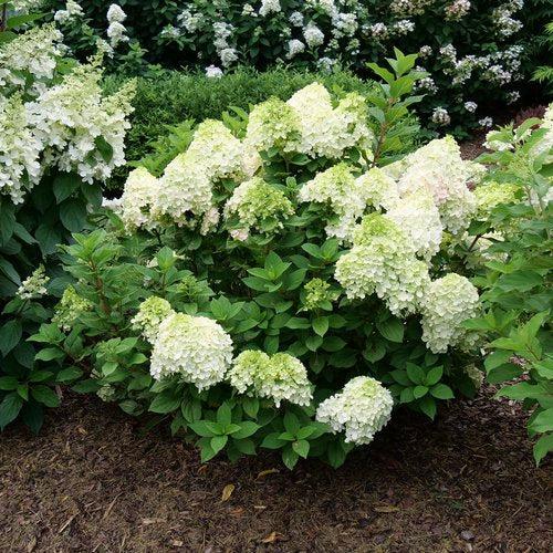 Hydrangea paniculata 'SMNHPH' PP33,207 - Proven Winners® Little Lime Punch® Hydrangea