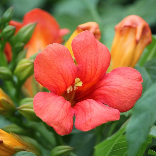 Campsis x tagliabuana 'Takarazuka Fresa' PP 23,917 - Summer Jazz™ Fire Campsis