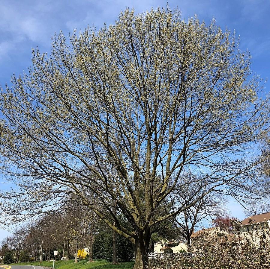 Quercus rubra - Northern Red Oak