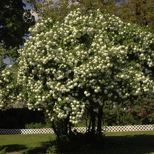 Viburnum opulus 'Roseum' - Eastern Snowball