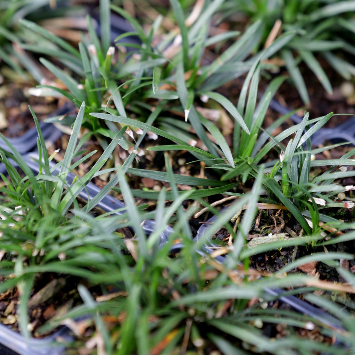 Ophiopogon japonicus 'Nanus' - Dwarf Mondo Grass