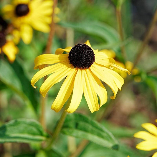 Rudbeckia 'American Gold Rush' - American Gold Rush Black-Eyed Susan