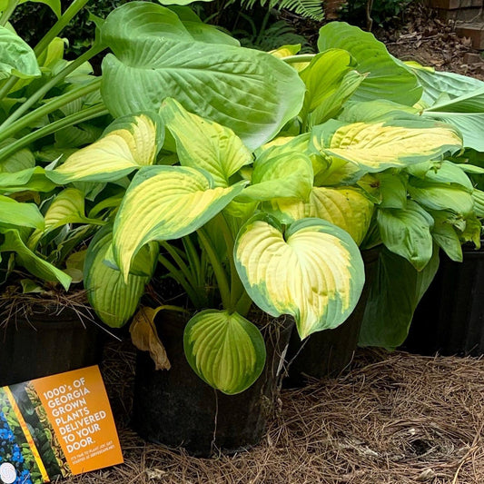 Hosta 'Stained Glass' - Stained Glass Hosta