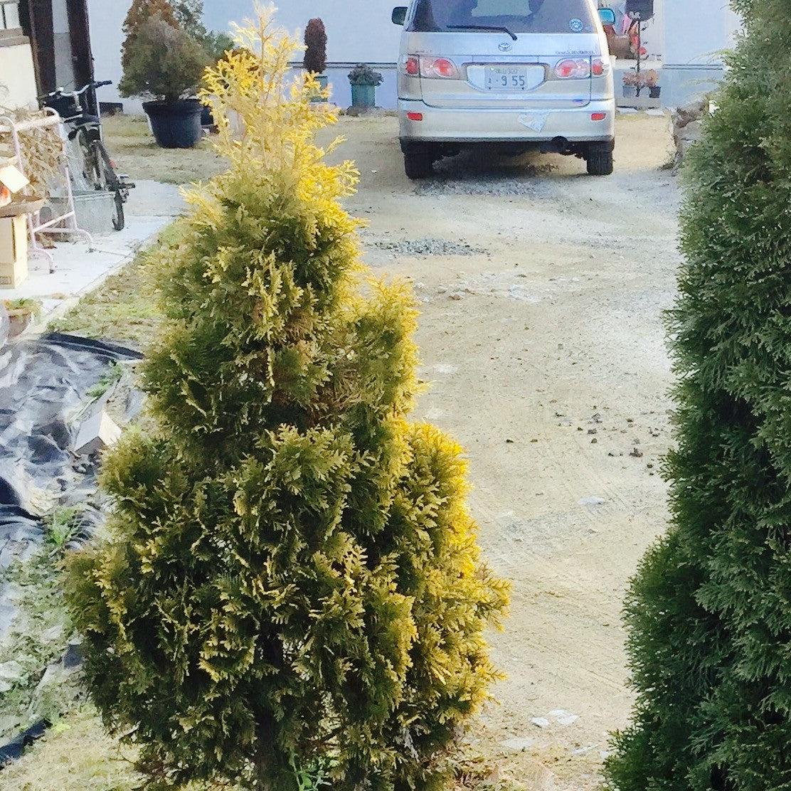 Thuja occidentalis 'Jantar' - Amber Gold Arborvitae