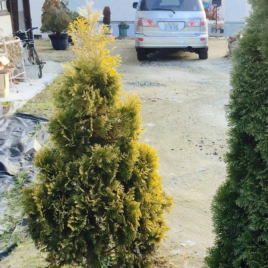 Thuja occidentalis 'Jantar' - Amber Gold Arborvitae