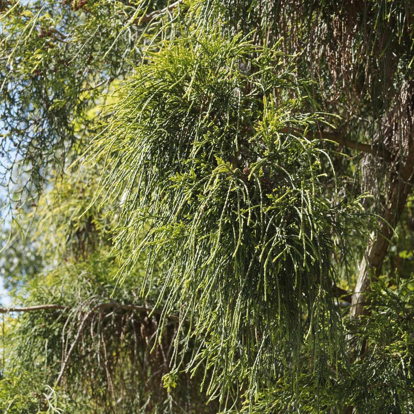 Chamaecyparis pisifera 'Aurea' - Golden Sawara Cypress