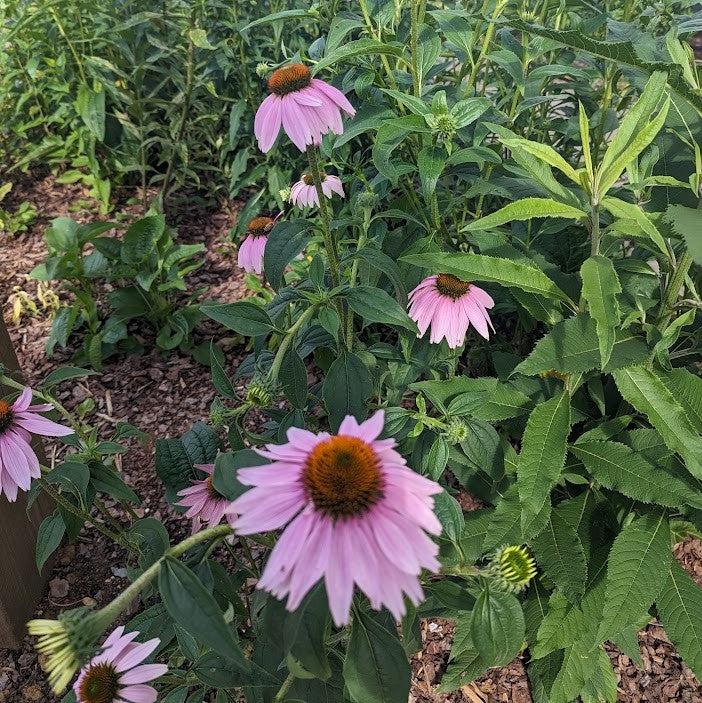 Echinacea purpurea - Purple Coneflower