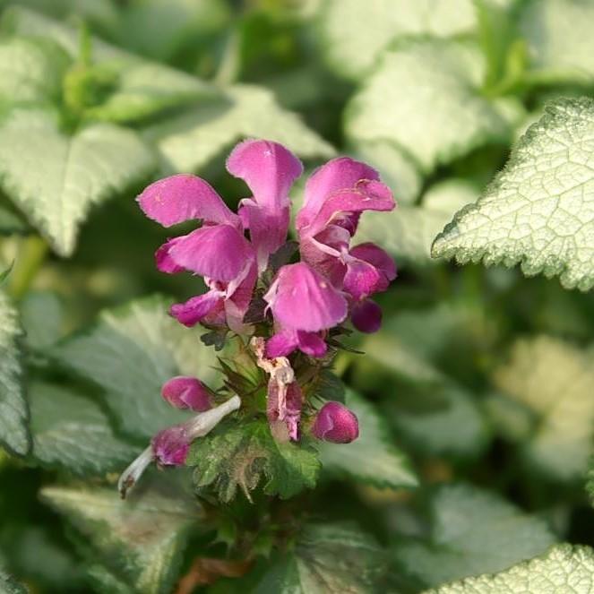 Lamium maculatum 'Purple Dragon' - Purple Dragon Deadnettle