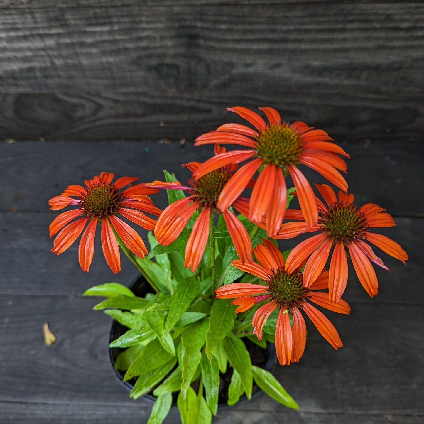 Echinacea x 'Cheyenne Spirit' - Cheyenne Spirit Echinacea, Coneflower