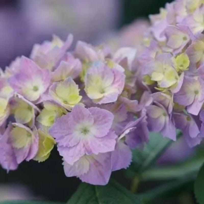 Hydrangea macrophylla × serrata 'SMNHSME' - Let's Dance® Sky View® Hydrangea