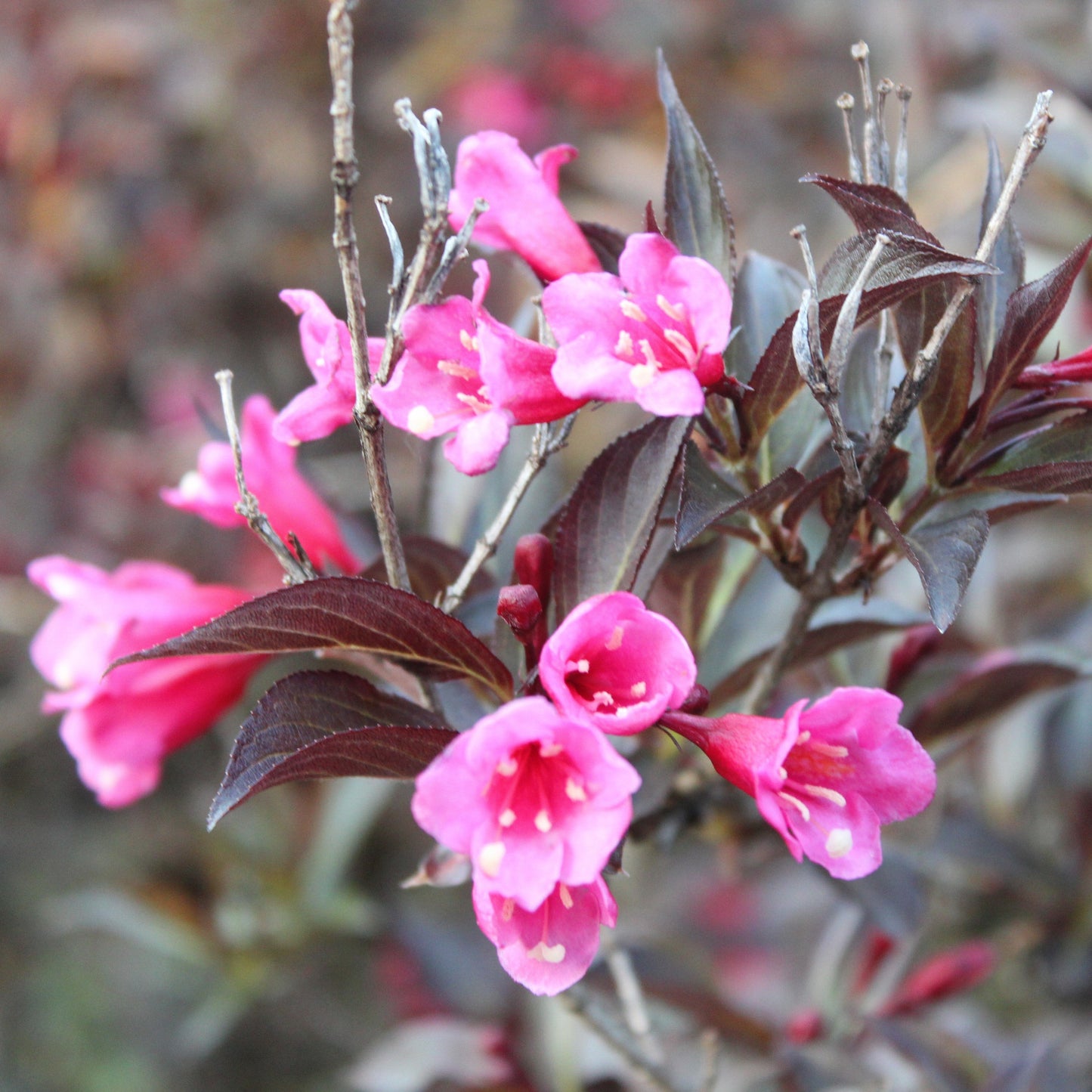 Weigela florida 'Spring 2’ - Bloomin Easy'® Stunner™ Weigela