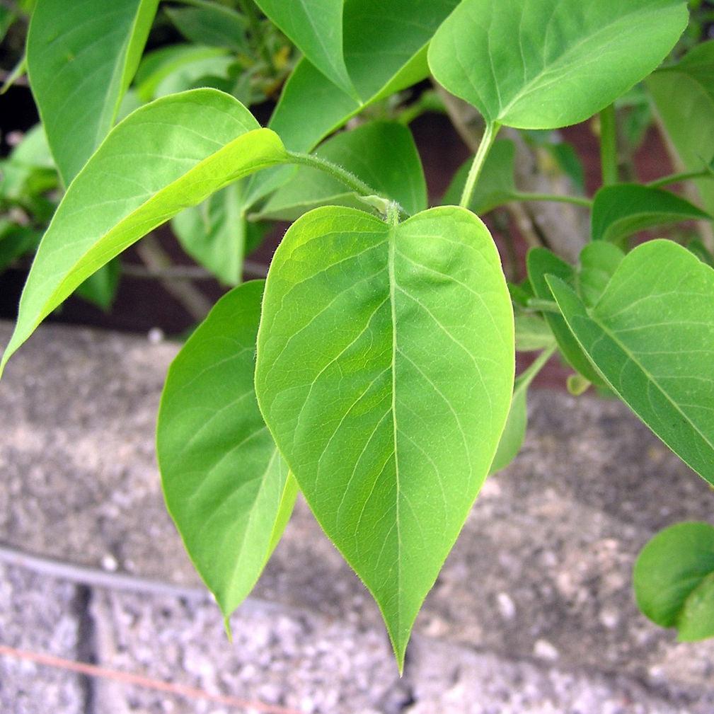 Syringa vulgaris - Common Lilac, Purple