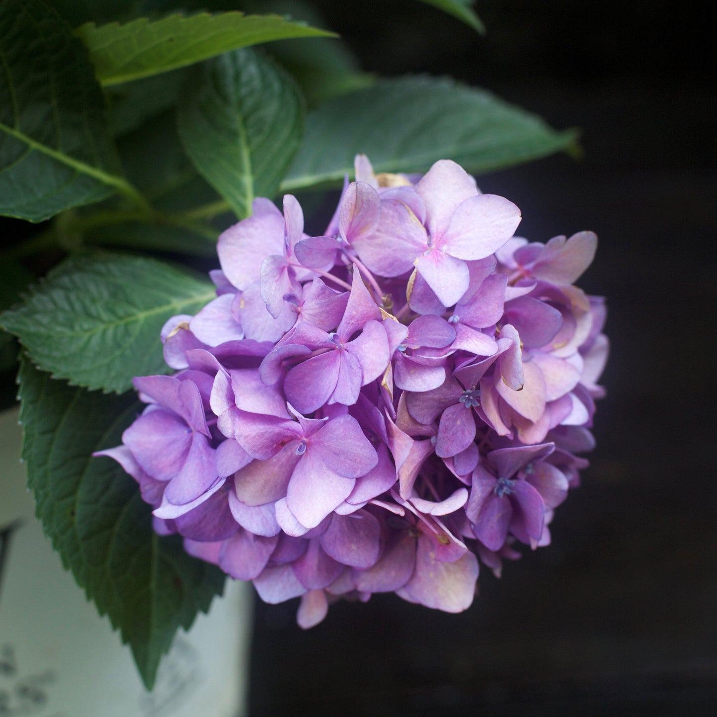 Hydrangea x 'SMNHSC' - Let's Dance® ¡Arriba!® Hydrangea