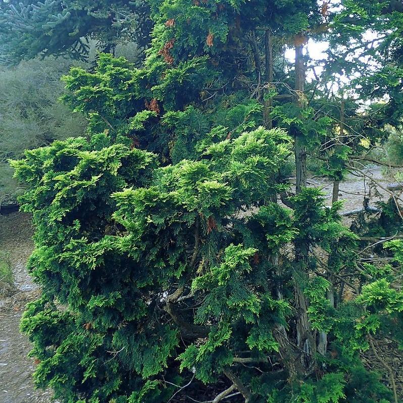 Chamaecyparis obtusa 'Verdonii' - Verdonii Hinoki Cypress