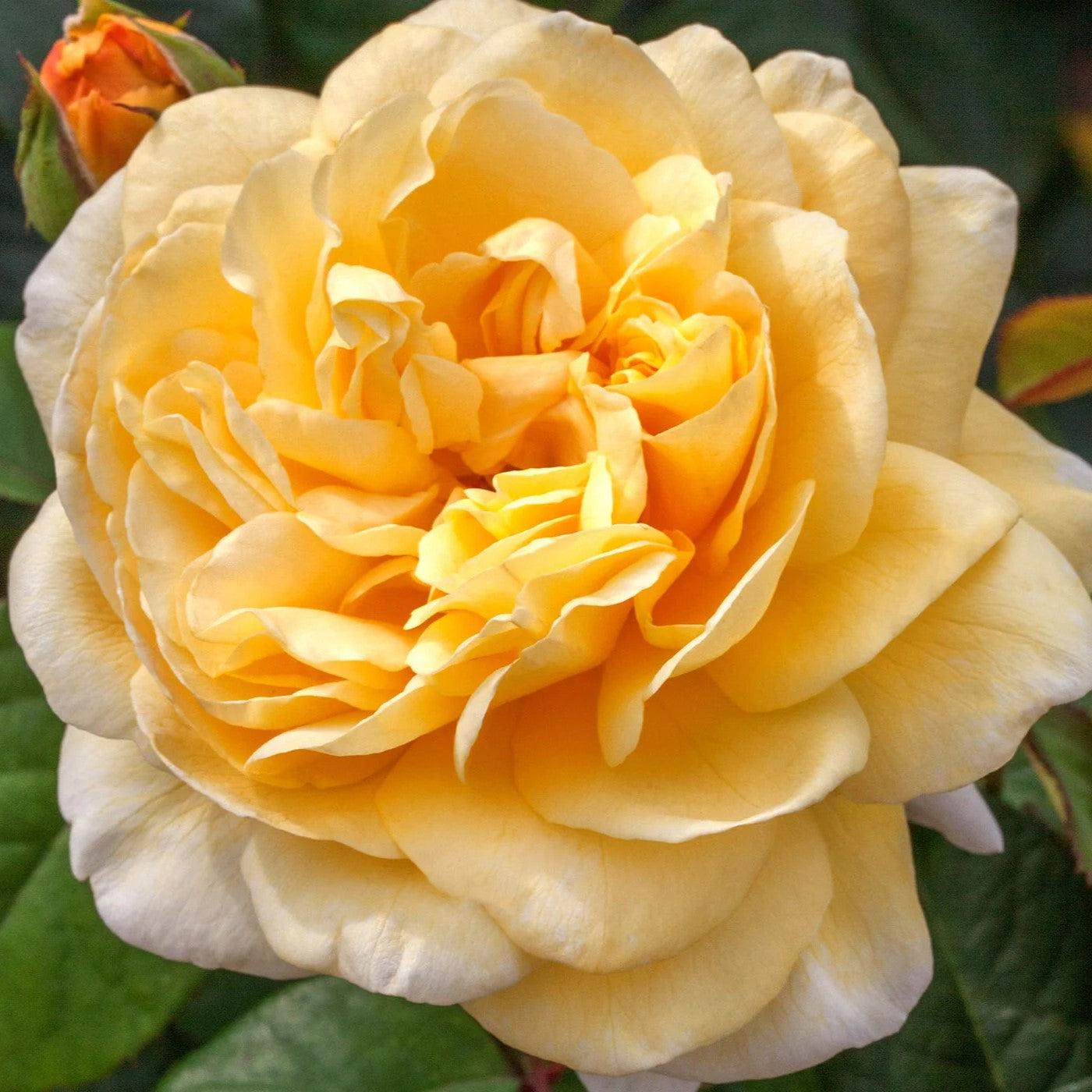 Rosa 'Meikaquinz' - Moonlight Romantica® Rose