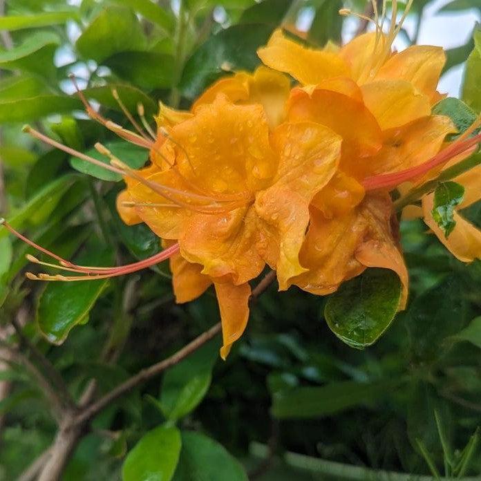Rhododendron calendulaceum - Flame Azalea