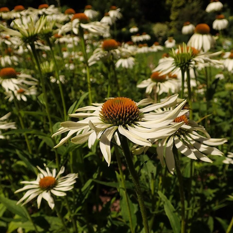 Echinacea purpurea 'White Swan' - White Swan Echinacea, Coneflower