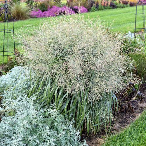 Panicum virgatum 'Niagara Falls' - Prairie Winds® Niagara Falls Switch Grass