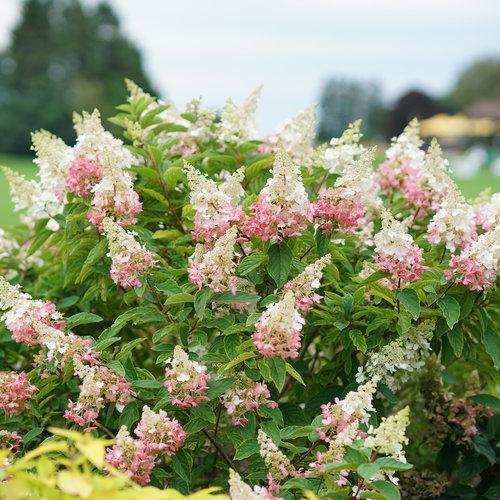 Hydrangea paniculata 'DVP PINKY' - Pinky Winky® Hydrangea