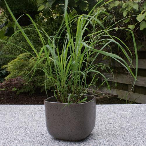 Cymbopogon citratus - Lemongrass