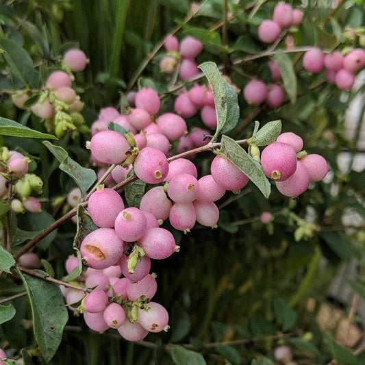Symphoricarpos x doorenbosii 'Kolmcan' - First Editions® Candy™ Coralberry