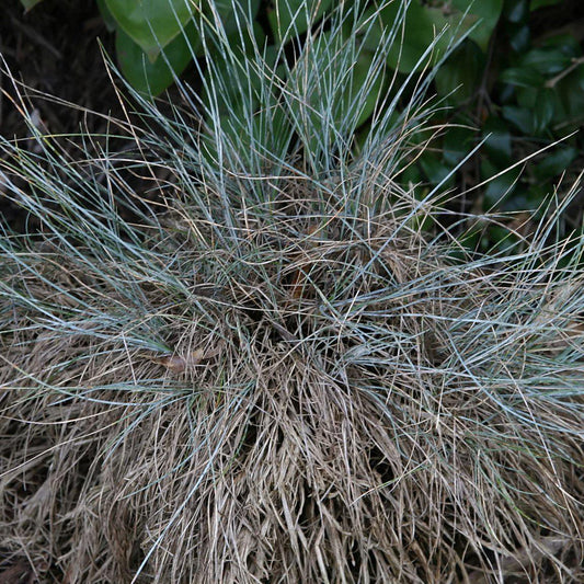 Festuca glauca 'Elijah Blue' - Blue Fescue