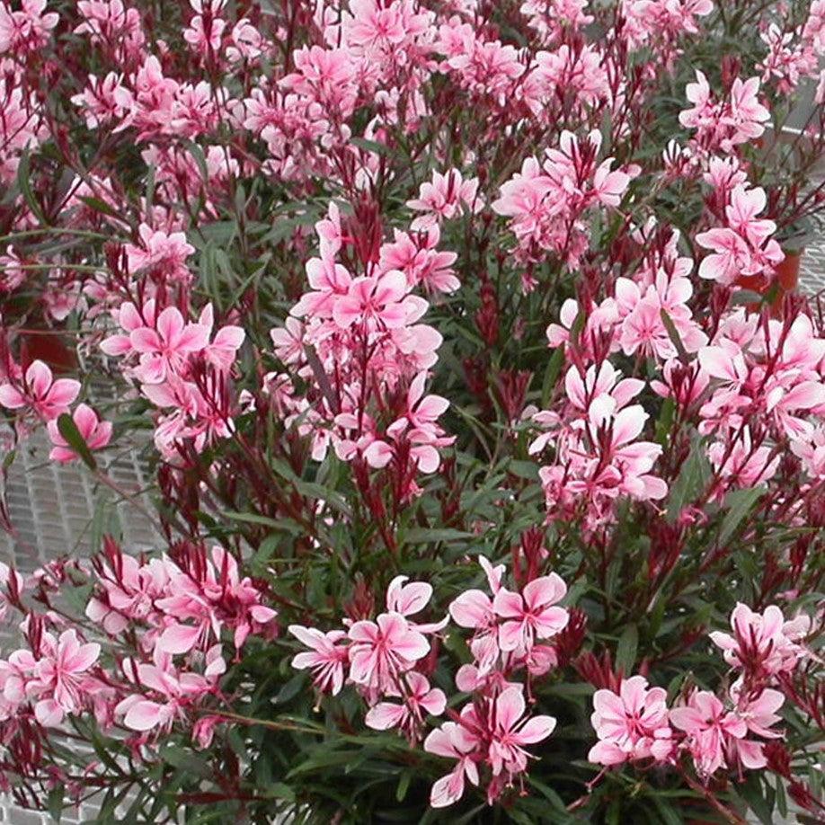 Gaura lindheimeri 'Sme-2' - Passionate Blush™ Gaura