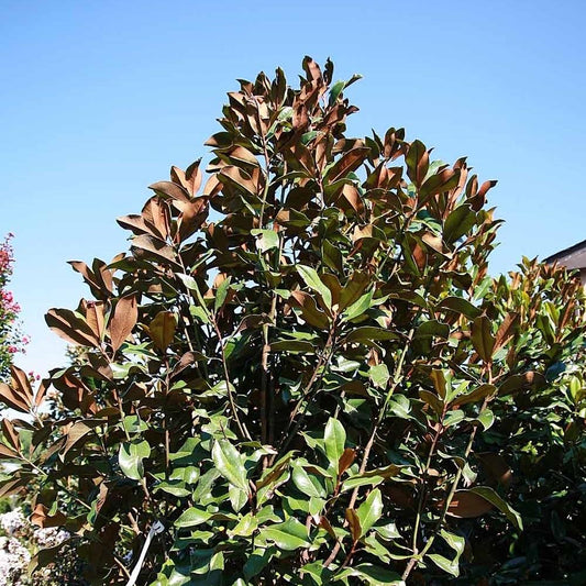 Magnolia grandiflora 'Bracken's Brown Beauty' - Bracken's Brown Beauty Southern Magnolia