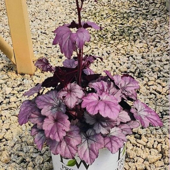 Heuchera 'Wildberry' - Dolce® Wildberry Heuchera