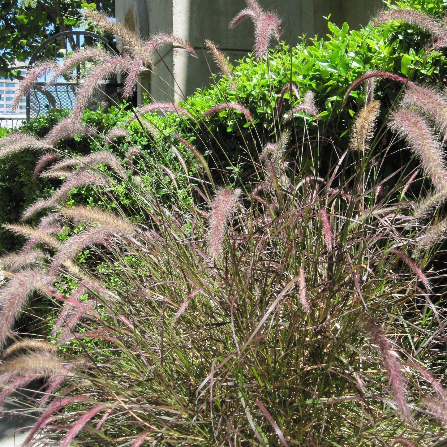 Pennisetum orientale 'Karley Rose' - Karley Rose Fountain Grass