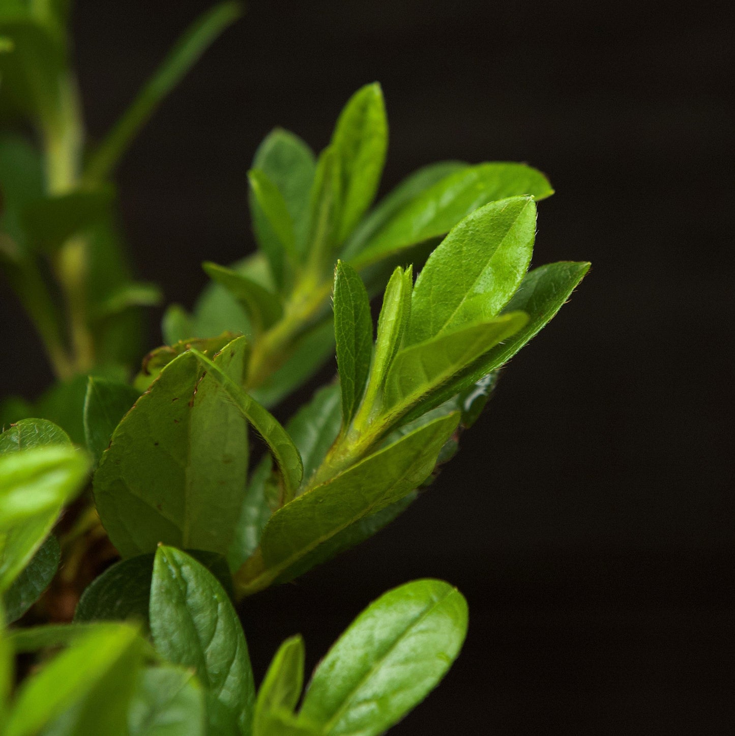 Rhododendron ‘Robleze’ - Encore® Autumn Starburst™ Azalea