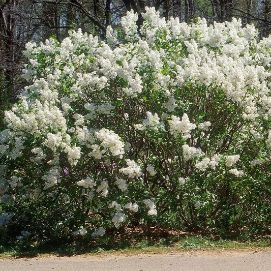 Syringa x oblata 'Betsy Ross' - Betsy Ross Lilac