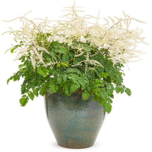 Aruncus 'Chantilly Lace' - Chantilly Lace Goat's Beard