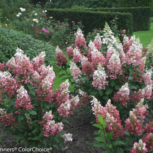 Hydrangea paniculata 'DVP PINKY' - Pinky Winky® Hydrangea