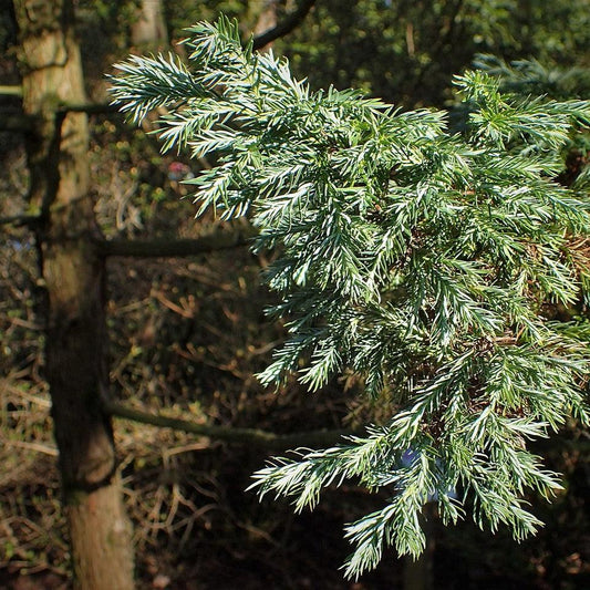 Chamaecyparis pisifera 'Boulevard' - Boulevard Cypress