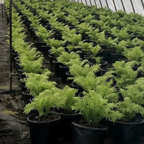 Matteuccia struthiopteris - Ostrich Fern
