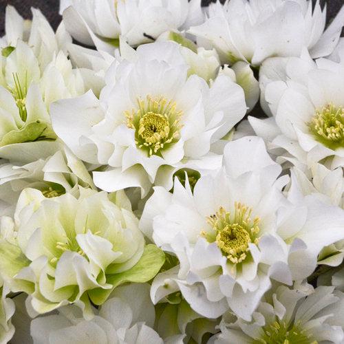 Helleborus 'Wedding Party Mix' - Wedding Party® Mix Lenten Rose